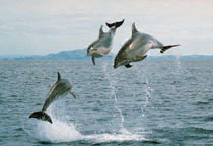 Northland - Bay of Islands dolphins