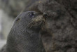 Nouvelle-Zélande - Dunedin - Héritage historique et faune sauvage de la péninsule d'Otago