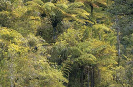 Nouvelle-Zélande - Abel Tasman National Park - Randonnée guidée dans le Parc national d'Abel Tasman