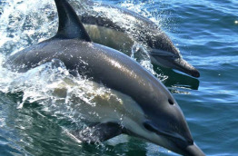 Nouvelle-Zélande - Auckland © Whale & Dolphin Safari