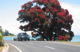 Nouvelle-Zélande - Coromandel - Découverte du Nord sauvage et de Port Jackson © Destination Coromandel