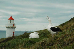 Nouvelle-Zélande - Dunedin - Faune sauvage de la péninsule d'Otago sous toutes ses coutures - The Albatross Centre