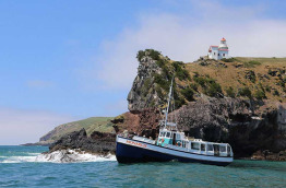 Nouvelle-Zélande - Dunedin - Croisière Monarch Cruises et visite à The Penguin Place