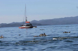 Nouvelle-Zélande - Bay of Islands - Safari dauphins à la journée dans la Bay of Islands
