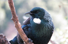 Nouvelle-Zélande - Stewart Island - Les oiseaux sous toutes les coutures