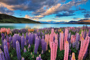 Nouvelle-Zélande - Tranzalpine Vista de Christchurch à Christchurch - Lake Tekapo © Kirra Tours