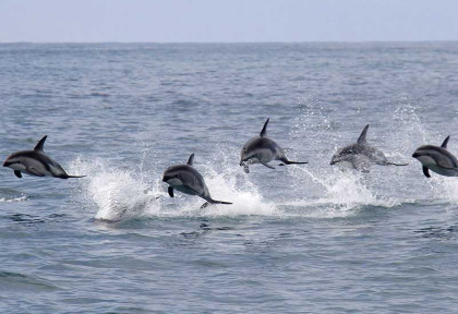 Nouvelle-Zélande - Kaikoura - Croisière d'observation des dauphins