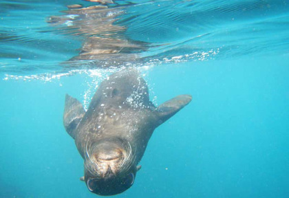 Nouvelle-Zélande - Kaikoura - Nagez avec les phoques de Kaikoura