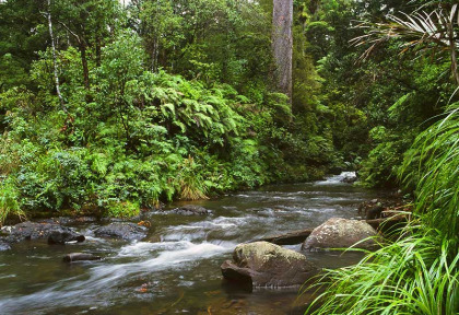 Nouvelle-Zélande - Marche à la tombée de la nuit dans la forêt de Waipoua