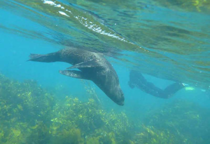 Nouvelle-Zélande - Whakatane - Croisière d'observation des dauphins et phoques © Diveworks Dolphin and Seal Encounters