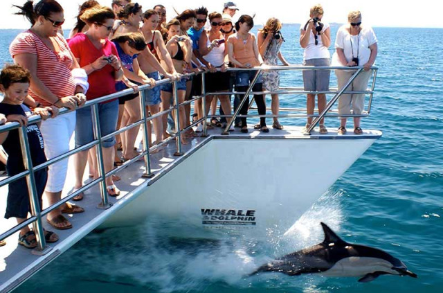 Nouvelle-Zélande - Auckland © Whale & Dolphin Safari