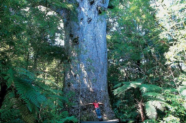 Nouvelle-Zélande - Marche en journée dans la forêt de Waipoua © Northland Inc