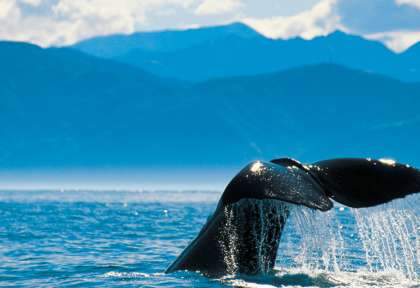 Kaikoura Whale Watch