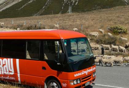 Pass Bus Stray