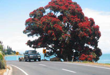 Coromandel - Thames
