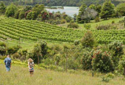 Coromandel - Cooks Beach Vineyard
