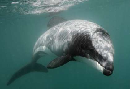 Kaikoura Hector Dolphin