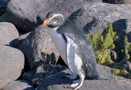 Fiordland Crested Penguin