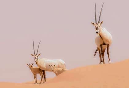 Oryx au Qatar