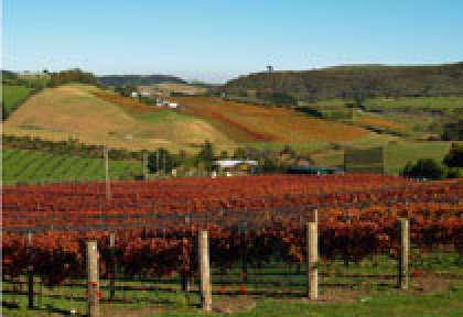 Waiheke Island Vineyard