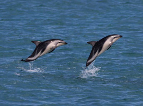 Nouvelle-Zélande - Christchurch - Le meilleur de Kaikoura en 2 jours