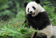 Chine - Panda au Zoo de Pékin © CNTA