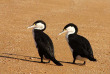 Nouvelle-Zélande - Abel Tasman National Park - Croisière à la rencontre de phoques et randonnée