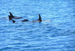 Nouvelle-Zélande - Abel Tasman National Park - Croisière à la rencontre de phoques et randonnée