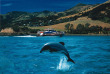 Nouvelle-Zélande - Akaroa - Faune marine et merveilles naturelles d'Akaroa