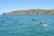 Nouvelle-Zélande - Akaroa - Faune marine et merveilles naturelles d'Akaroa