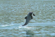 Nouvelle-Zélande - Akaroa - Faune marine et merveilles naturelles d'Akaroa