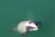 Nouvelle-Zélande - Akaroa - Faune marine et merveilles naturelles d'Akaroa