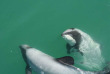 Nouvelle-Zélande - Akaroa - Faune marine et merveilles naturelles d'Akaroa