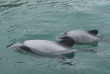 Nouvelle-Zélande - Akaroa - Faune marine et merveilles naturelles d'Akaroa