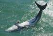 Nouvelle-Zélande - Akaroa - Nager avec les dauphins d'Akaroa