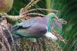 Nouvelle-Zélande - Auckland - Bush and Beach