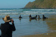 Nouvelle-Zélande - Catlins - Catlins Mohua Park