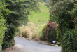 Nouvelle-Zélande - Catlins - Catlins Mohua Park