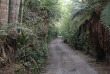 Nouvelle-Zélande - Catlins - Catlins Mohua Park