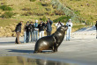 Nouvelle-Zélande - Dunedin - Faune sauvage de la péninsule d'Otago