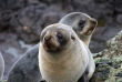 Nouvelle-Zélande - Dunedin - Faune sauvage de la péninsule d'Otago sous toutes ses coutures