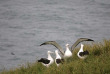 Nouvelle-Zélande - Dunedin - Héritage historique et faune sauvage de la péninsule d'Otago