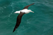 Nouvelle-Zélande - Dunedin - Croisière Monarch Cruises et visite au Royal Albatross Centre