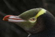 Nouvelle-Zélande - Dunedin - The Penguin Place © Penguin Place, Glen Riley Photographs