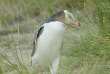 Nouvelle-Zélande - Dunedin - The Penguin Place © DunedinNZ