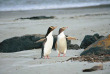 Nouvelle-Zélande - Dunedin - Croisière Monarch Cruises et visite à The Penguin Place © DunedinNZ