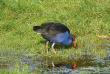 Nouvelle-Zélande - Dunedin - Faune sauvage de la péninsule d'Otago