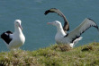 Nouvelle-Zélande - Dunedin - Visite guidée au Royal Albatross Centre