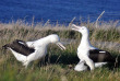 Nouvelle-Zélande - Dunedin - Visite guidée au Royal Albatross Centre