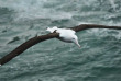 Nouvelle-Zélande - Dunedin - Visite guidée au Royal Albatross Centre
